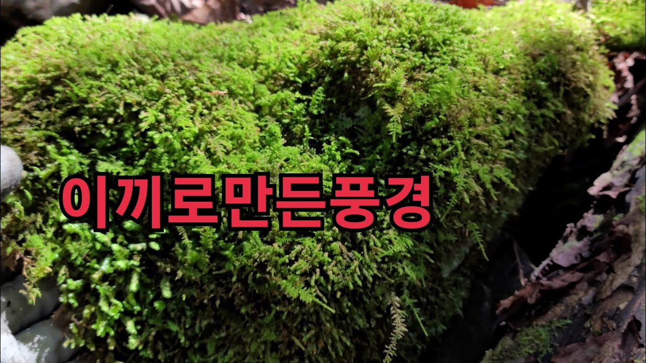 #이끼세상#이끼로만든풍경#이끼#살모사 - YouTube