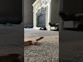Baby Ball Python Exploring the House