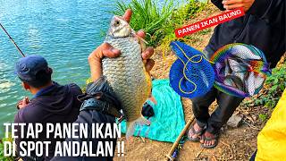 Download lagu PART 2 HARVESTING FISH AT THIS FAVORITE SPOT! fishing with float rig and maggot bait