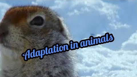 ICSE chapter -4 Adaptation in animals (part-1)