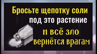 Бросьте соль под это растение и всё зло и порча вернётся врагам