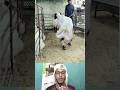 🐑 এই দুম্বার হাটা দেখলে মন ভরে যাবে 🤣 Too Cute to Handle! #sheep #animals #funny #shorts #video #fun