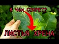 Порошок из листьев Хрена. Замена таблеток из Аптек. Полезные свойства Листья Хрена