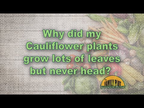 Why did my cauliflower plants not head?