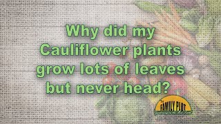 Why did my cauliflower plants not head?