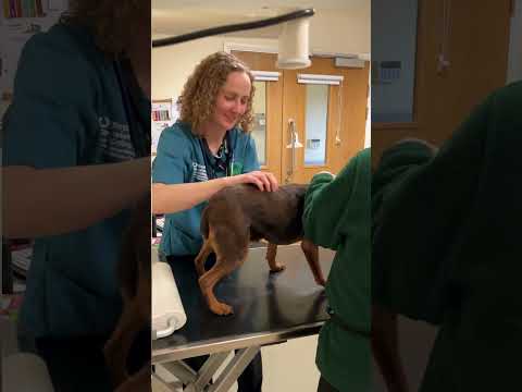 Behind the Scene in the Veterinary Suite at Woodgreen
