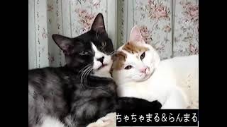 とても仲の良い[ちゃちゃまるらんまる]ですが録画に気づくと····⁉　猫　ネコ　ねこ