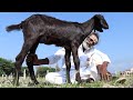 Full GOAT!!! Grilled Goat cook in different way / My daddy Arumugam / Village food factory
