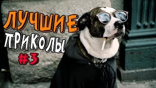 ПРИКОЛЫ #3 | ЛУЧШИЕ ПРИКОЛЫ СЕНТЯБРЬ 2017 | ПОДБОРКА ПРИКОЛОВ | ЛУЧШЕЕ ЗА НЕДЕЛЮ | НЕДЕТСКИЕ ПРИКОЛЫ ПРИКОЛЫ #3 | ЛУЧШИЕ ПРИКОЛЫ СЕНТЯБРЬ 2017 | ПОДБОРКА ПРИКОЛОВ | ЛУЧШЕЕ ЗА НЕДЕЛЮ | НЕДЕТСКИЕ ПРИКОЛЫ