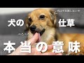 犬の行動・しぐさが伝えたい本当の意味【犬 行動 仕草 意味 犬との生活】
