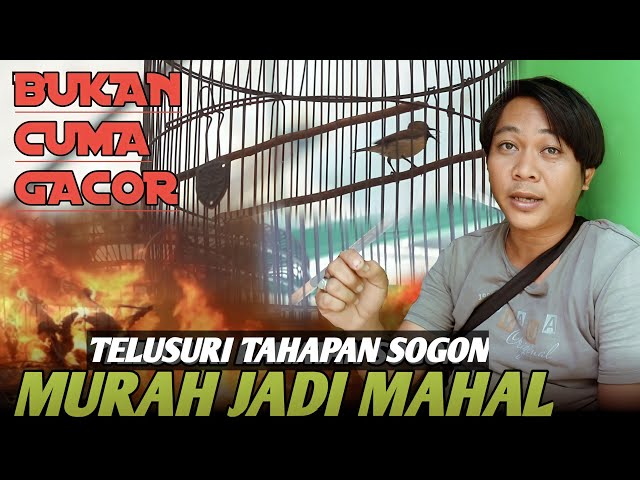 TELUSURI TAHAPAN SOGON MURAH JADI MAHAL || BUKAN SEKEDAR CARA PENGGACORAN class=