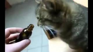 Прикол! Я долго смеялся! Смотри!!! Кота прет от Валерьянки!!! Прикол! Я долго смеялся! Смотри!!! Кота прет от Валерьянки!!!