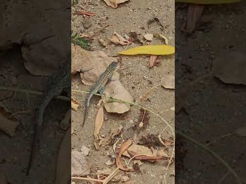 Vídeo: Onde vive o lagarto com manchas laterais?