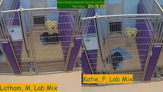 Gila County Animal Care & Control Live Stream
