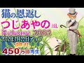 【 猫の恩返し 】　 風になる　つじあやの風？　令和６年６月６日再公開　ハウス食品キャンペーンソング　スタジオジブリ映画　CMソング