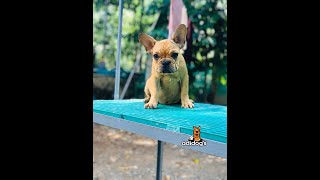 KCI CERTIFIED MALE &amp; FEMALE FRENCH BULLDOG PUPPIES FOR SALE