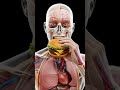 Anatomy eat A burger🍔,😍😍 #health #facts #digestiveprocess #humanbody