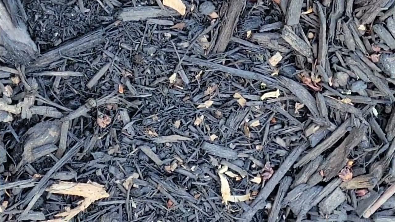 Carpenter Ants Found in the Mulch Bed YouTube