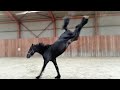 Harm and Hendrik (For sale) back at our stable. Newborn Mathilde and our other Friesian horses.