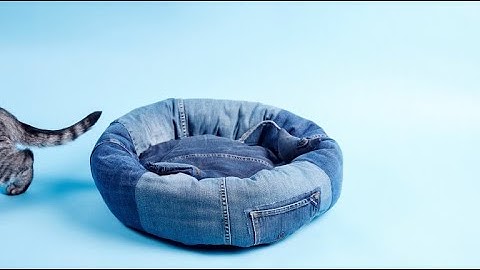 Kleo-kissa testaa lemmikkieläimen petiä