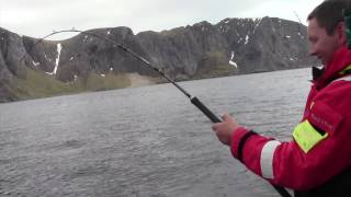 Forrygende havfiskeri efter helleflynder og storsej ved Lofoten 2016