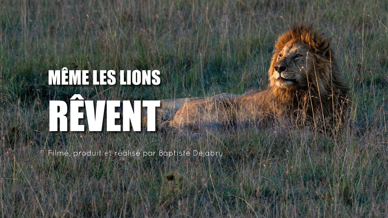 Teaser court documentaire indépendant au Kenya : Même les lions rêvent (animaux, nature, rêves) 🎥🦁
