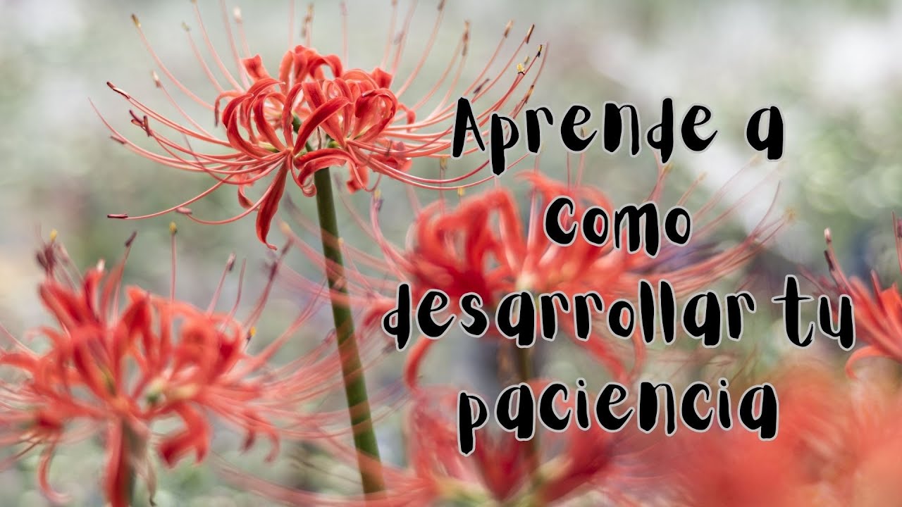 "Descubre el Poder Oculto de la Paciencia: Cómo Cambiará Tu Vida" - YouTube