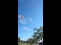 Seagulls 
