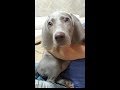 weimaraner ❤️