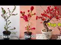 My 8 Simple secrets to Bougainvillea flowering tips, Bougainvillea grafting