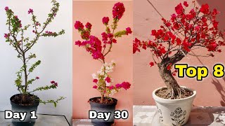 My 8 Simple secrets to Bougainvillea flowering tips, Bougainvillea grafting