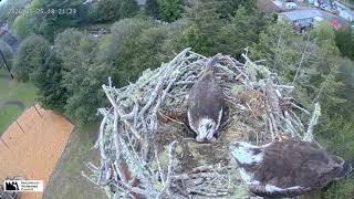 Seaside Osprey Nest, Oregon - May 25 Second hatch - Pip to First Feed (New Improved video)