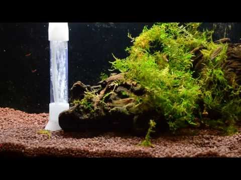 feeding-betta-simplex,-einfacher-kampffisch-im-aquarium