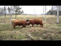 Bull fight ( Highland cattel bulls Figth )