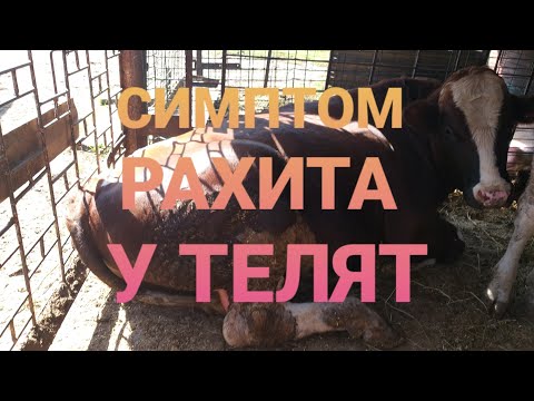 КАК ЛЕЧИТЬ РАХИТ БЫЧКОВ. СИМПТОМЫ РАХИТА У ТЕЛЯТ.