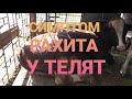 КАК ЛЕЧИТЬ РАХИТ БЫЧКОВ. СИМПТОМЫ РАХИТА У ТЕЛЯТ.