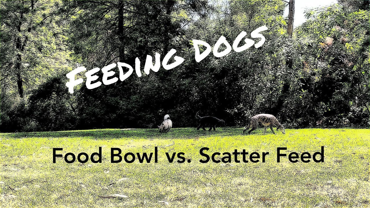 Feeding Dogs - Food Bowl vs Scatter Feed - YouTube