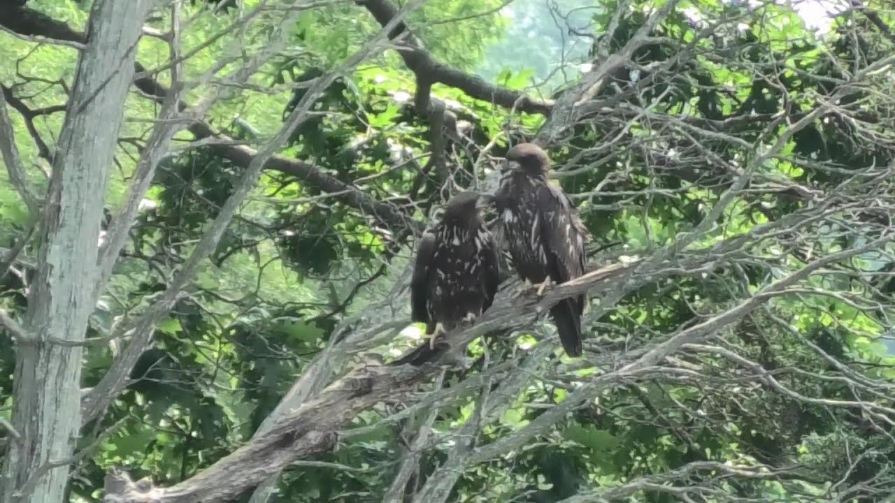 Bald Eagle siblings catch and share lunch
