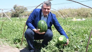 Ayhan Barut Karpuz Üreticileri Satış Sorunu Yaşayabilir