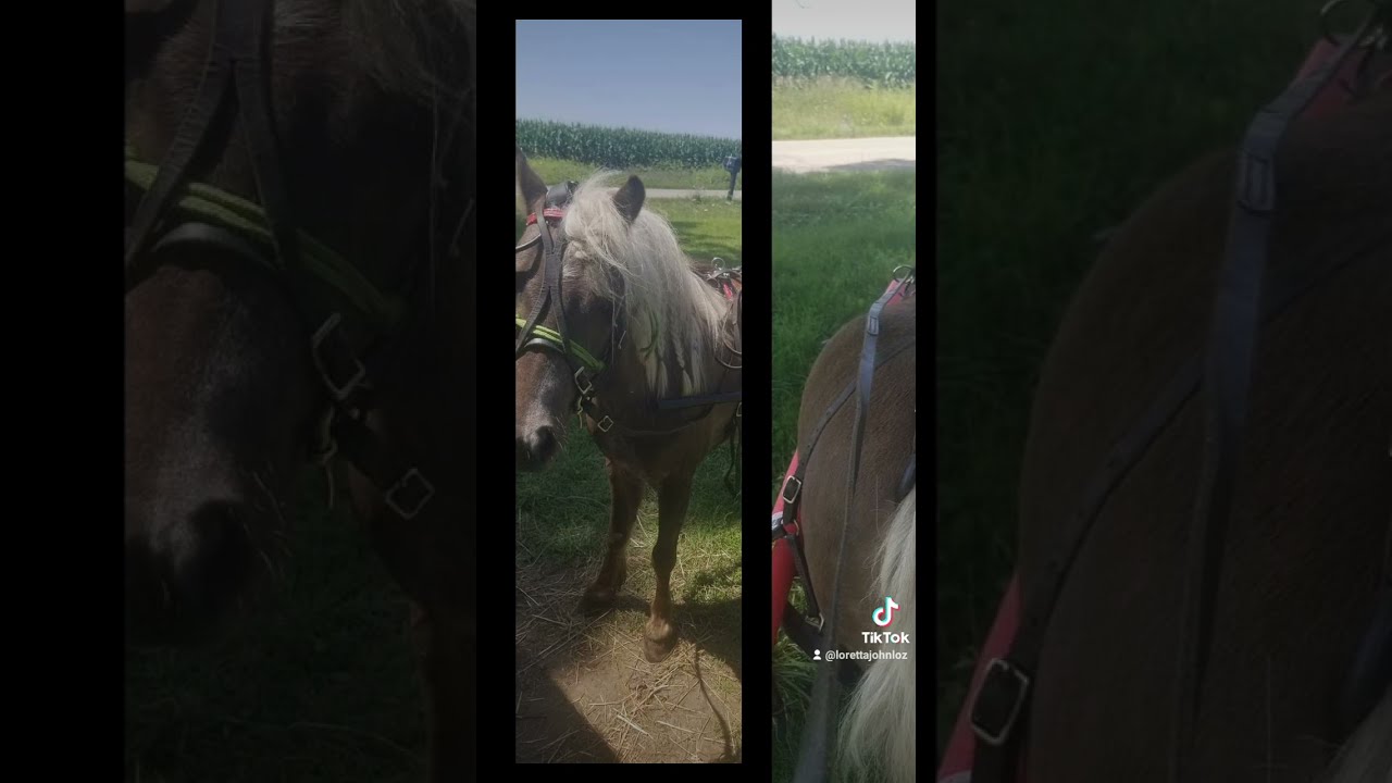 Hooked On A 8 Second Ride Doc West