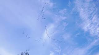 Geese heading south for winter