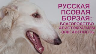 Русская псовая борзая - аристократ среди собак #борзые