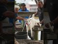 Al Hitchcock explains why Murrells Inlet #southcarolina #goats were replaced by #metal replicas