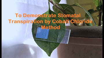 Cobalt Chloride Experiment to demonstrate Transpiration