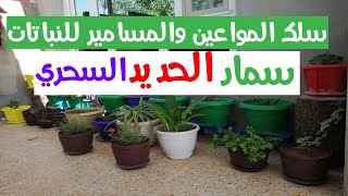 هل تغني المسامير  عن سماد الحديد . وما هي الطريقة الصحيحه لاضافه سماد الحديد للنبات 