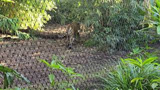 The Sumatran tiger. Australia by Duggan freddy 22 views 1 day ago 4 minutes, 2 seconds