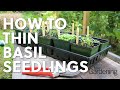 How to Thin Basil Seedlings
