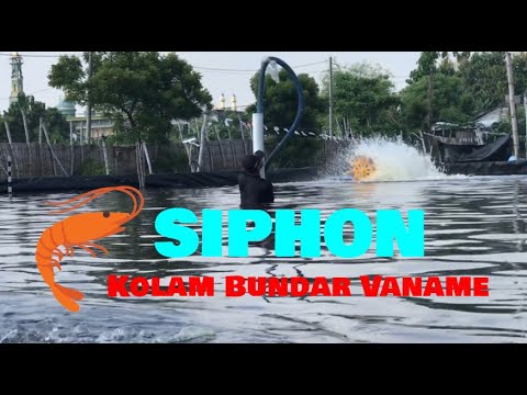 Video: Pembersihan Waduk: Pembersihan Dasar Kolam Dan Danau Dari Lumpur Di Dalam Negeri, Metode Mekanis Dan Kimia. Bagaimana Cara Membersihkan Kolam Pondok Musim Panas Dengan Tangan Anda 