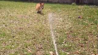Cody Vs The Hose