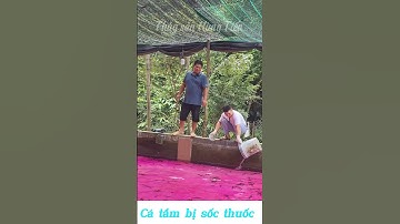 Cá tầm bị sốc thuốc #catam #sturgeonvietnam #sturgeon